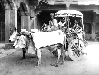 Carro trainato da buoi, India, c.1907